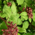 Rubus phoenicolasius bouton P18